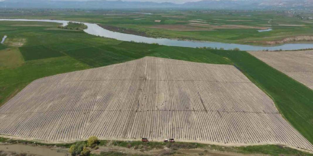 Tadı ve aroması fark yaratıyor! 2026’da 240 binden fazla üretim hedefleniyor 6